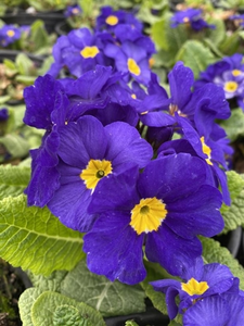 PRIMROSE CRESCENDO BLUE SHADES 1G