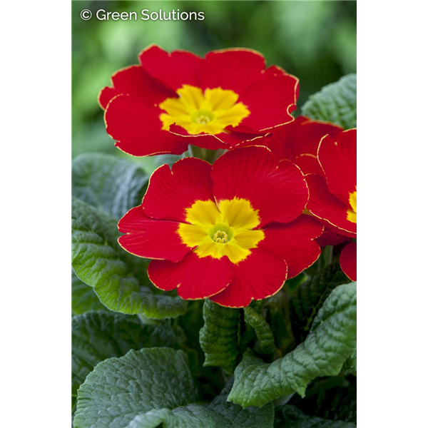 PRIMROSE CRESCENDO BRIGHT RED 1G