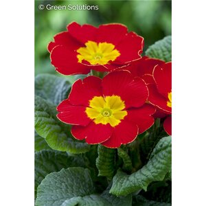 PRIMROSE CRESCENDO BRIGHT RED 1G
