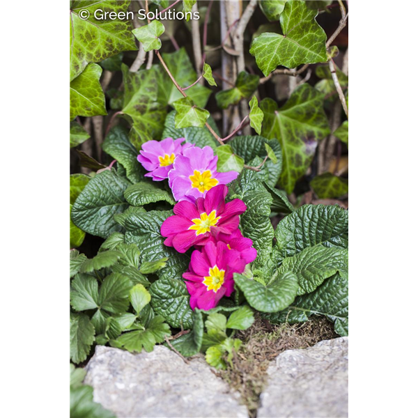 PRIMROSE CRESCENDO PINK SHADES 1G