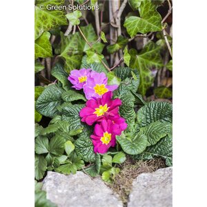 PRIMROSE CRESCENDO PINK SHADES 1G