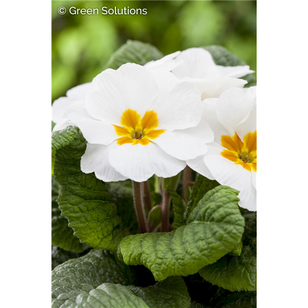 PRIMROSE CRESCENDO PURE WHITE 1G
