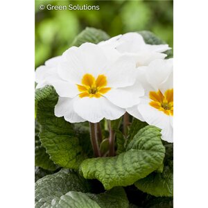 PRIMROSE CRESCENDO PURE WHITE 1G