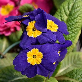 PRIMROSE DANOVA BLUE 1G