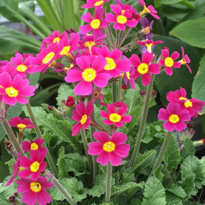 PRIMROSE OAKLEAF MAGENTA 4IN