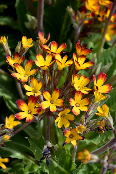 PRIMROSE OAKLEAF YELLOW PICOTEE 4IN