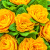 PRIMROSE PRIMA BELARINA SPRING SUN 1G