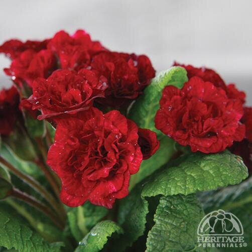 PRIMROSE VALENTINE 1G