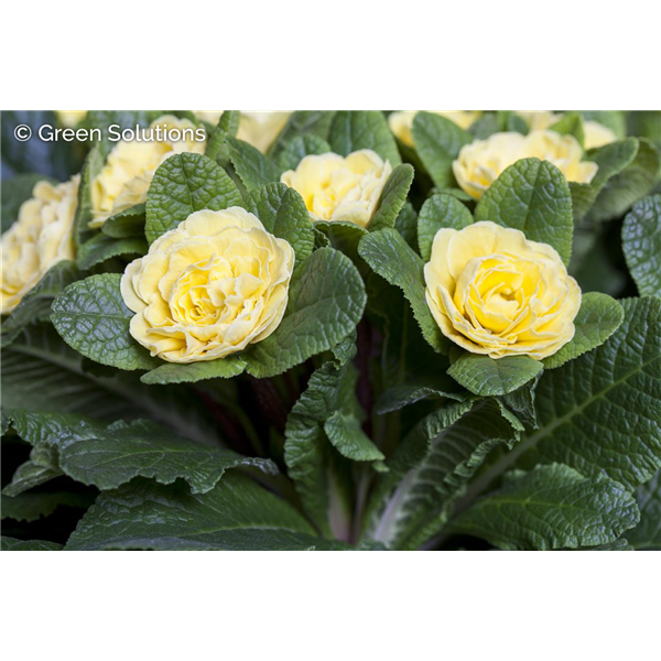 Primula Spring Sun 1GAL
