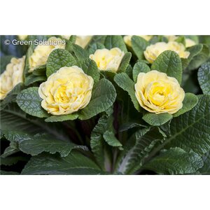 Primula Spring Sun 1GAL
