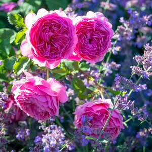 PRINCESS ALEXANDRA OF KENT 3GAL Shrub Pink (3 Month Warranty)