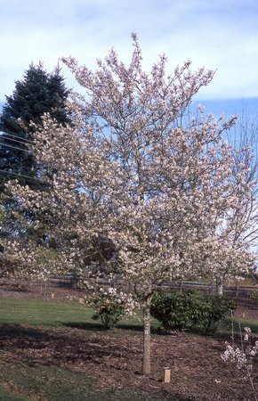 PRINCESS DIANA SERVICEBERRY 175CM - image 1