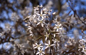 PRINCESS DIANA SERVICEBERRY 175CM - image 4