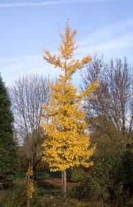 PRINCETON CENTRY GINKGO 150CM - image 1