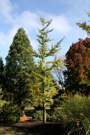 PRINCETON CENTRY GINKGO 150CM - image 2