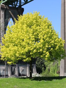 PRINCETON GOLD MAPLE 200 CM