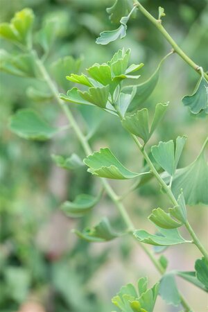 Princeton Sentry Ginkgo 250cm  - image 3