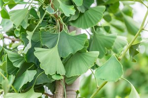Princeton Sentry Ginkgo 250cm  - image 2