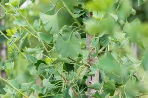 Princeton Sentry Ginkgo 250cm  - image 4