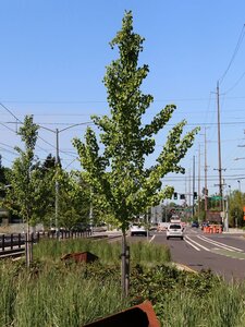 PRINCETON SENTRY GINKGO 250CM - image 3