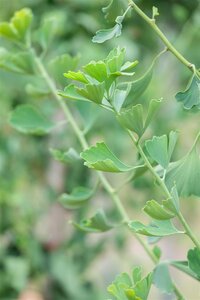 Princeton Sentry Ginkgo 275cm  - image 3