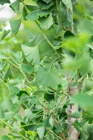 Princeton Sentry Ginkgo 275cm  - image 5