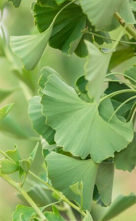 Princeton Sentry Ginkgo 275cm  - image 1