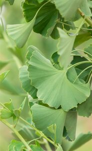 Princeton Sentry Ginkgo 275cm  - image 1