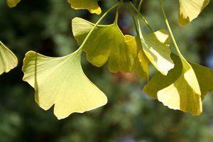 PRINCETON SENTRY GINKGO 50MM - image 2