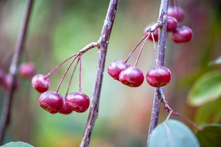 PROFUSION CRABAPPLE 225 CM 