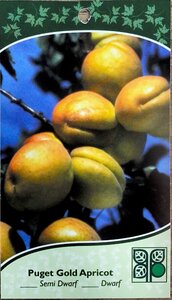 PUGET GOLD APRICOT SEMI (3 month warranty) - image 2