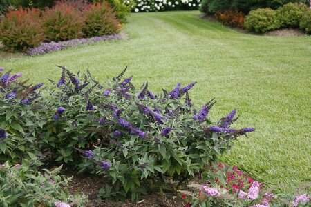 PUGSTER BLUE BUTTERFLY BUSH 30CM