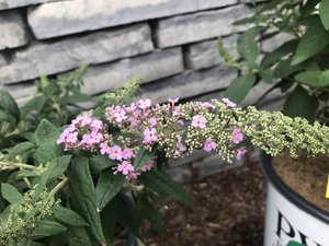 PUGSTER PINK BUTTERFLY BUSH 2G