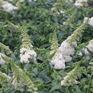PUGSTER WHITE BUTTERFLY BUSH 2G 30CM