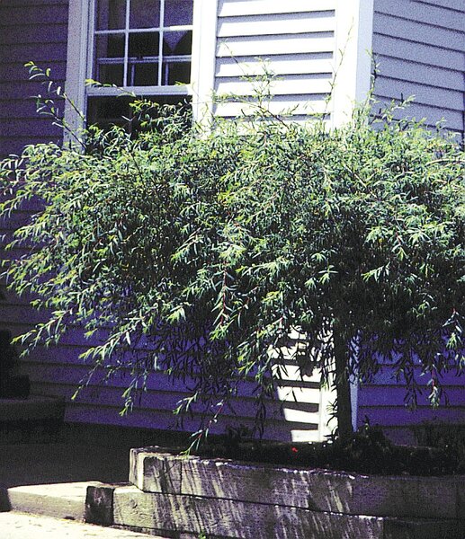 PURPLE ARCTIC WILLOW 80CM STD