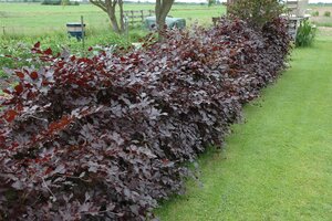 PURPLE BEECH 110MM (100 Gallon) - image 3