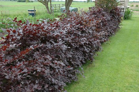 PURPLE BEECH 200 CM - image 3