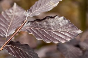 PURPLE BEECH 225 CM - image 5