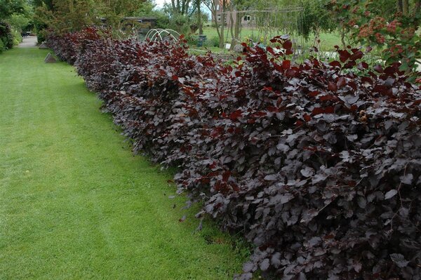 PURPLE BEECH 225 CM - image 2