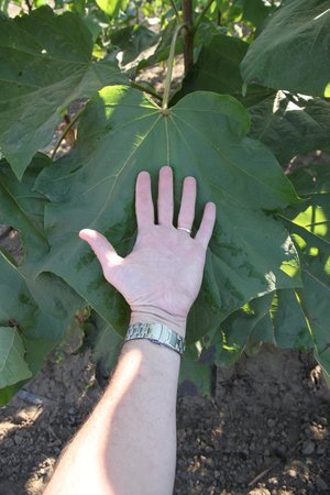 PURPLE CATALPA 250 CM - image 2