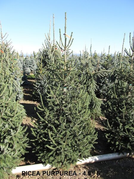 PURPLE CONE SPRUCE 125CM BB