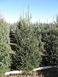 PURPLE CONE SPRUCE 125CM BB