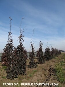 PURPLE FOUNTAIN BEECH 150 CM