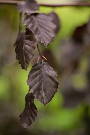 PURPLE FOUNTAIN BEECH 175CM  - image 2