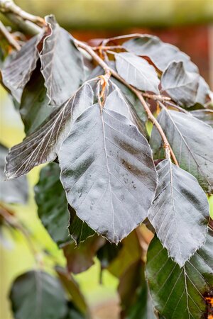 PURPLE FOUNTAIN BEECH 175CM  - image 5