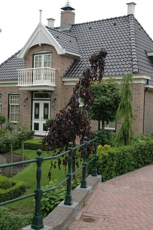 PURPLE FOUNTAIN BEECH 175CM  - image 3