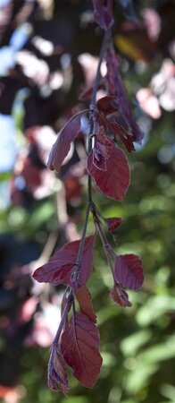 PURPLE  FOUNTAIN BEECH 200CM - image 1
