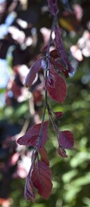 PURPLE  FOUNTAIN BEECH 200CM - image 1