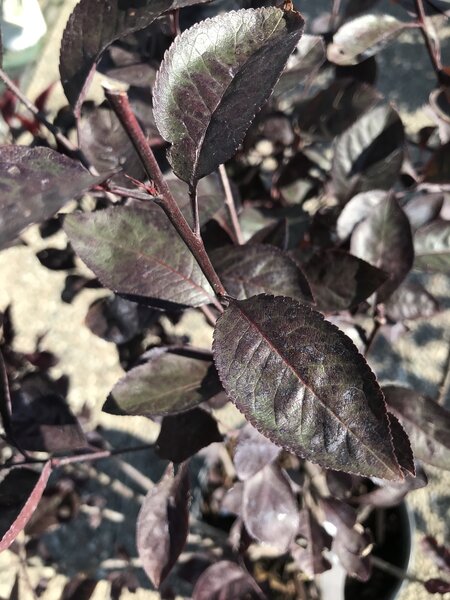 PURPLE LEAF SANDCHERRY 100CM