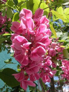 PURPLE ROBE LOCUST 300CM